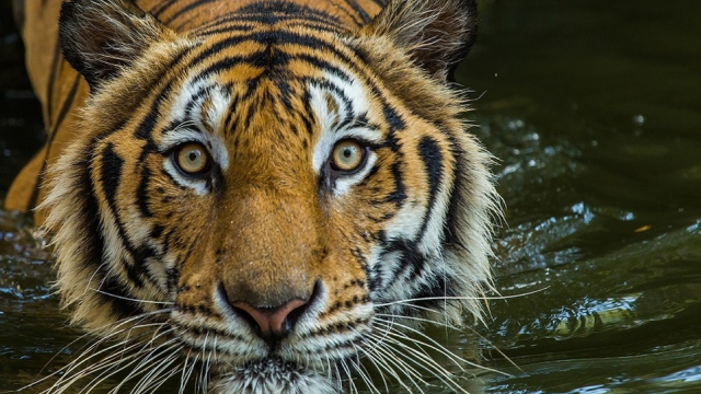 Tigre del zoológico en Nueva York da positivo a Covid-19