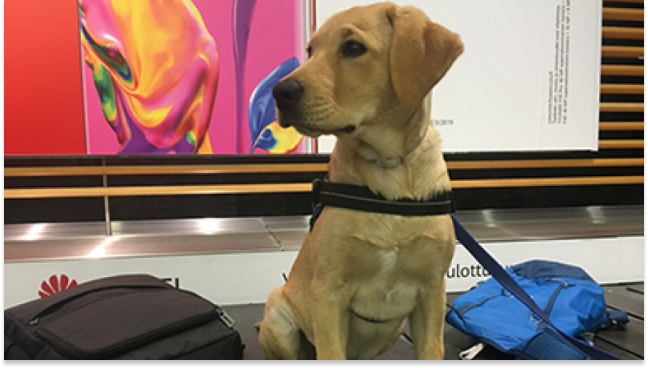 Usarán perros adiestrados para detectar Covid-19 en aeropuerto de Helsinki