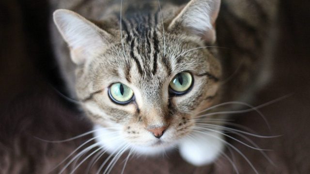 Gatos también tendrán vacuna contra Covid-19 y ya inician las pruebas