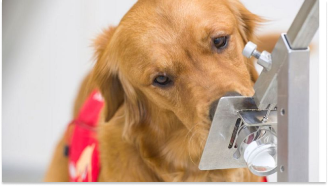 Síntomas de covid-19: el mecanismo por el que los perros pueden detectarlos 5 días antes de que empiecen