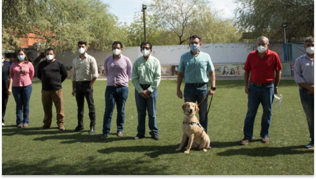 Entrenan a 10 perros para detectar Covid-19 en Sonora