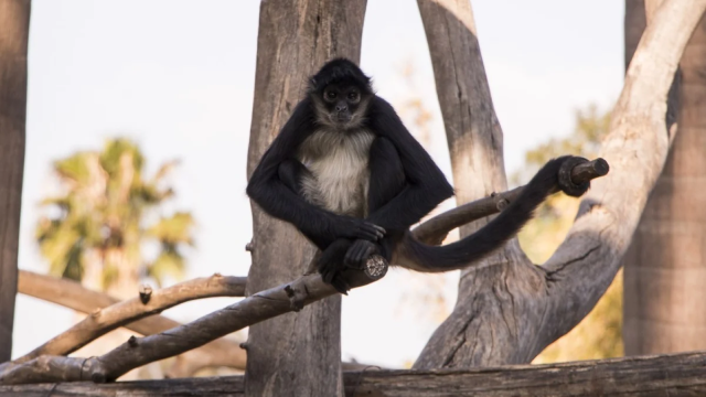 Zoológicos de Chapultepec, San Juan de Aragón y Los Coyotes reabrirán el próximo martes