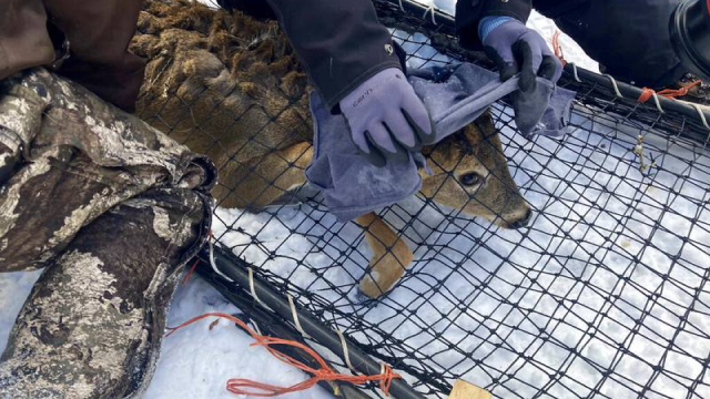 COVID en animales, la incógnita que buscan despejar científicos para evitar mutaciones en humanos